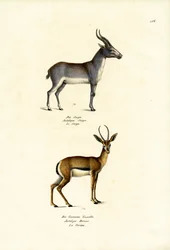 Saiga Antelope, 1824